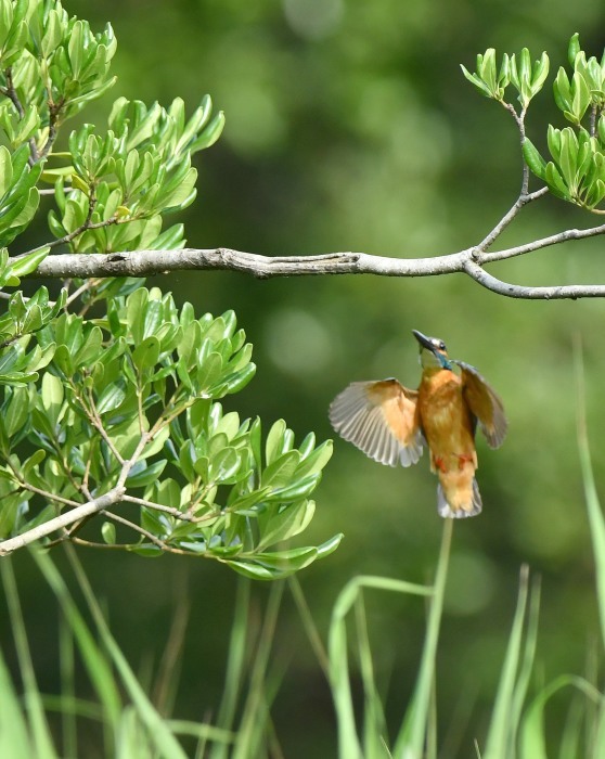 二匹目のドジョウは トリ撮る花撮る 二匹目のドジョウは トリ撮る花撮る