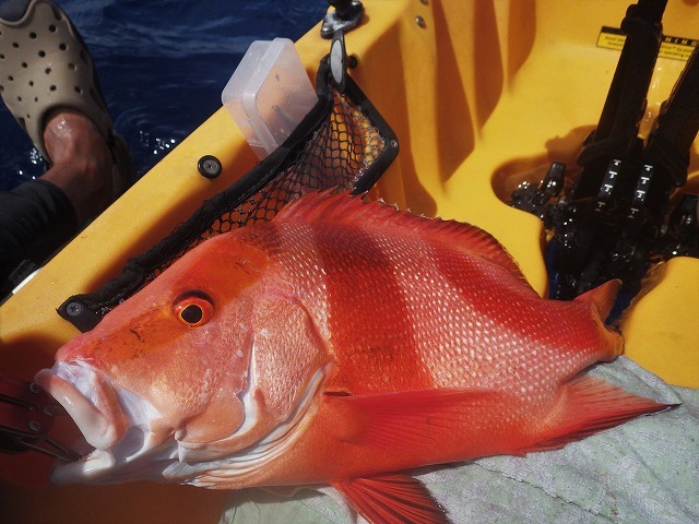 魚図鑑フエフキ系 その他 Pescador 釣り人 の日常 魚図鑑フエフキ系 その他 Pescador 釣り人 の日常