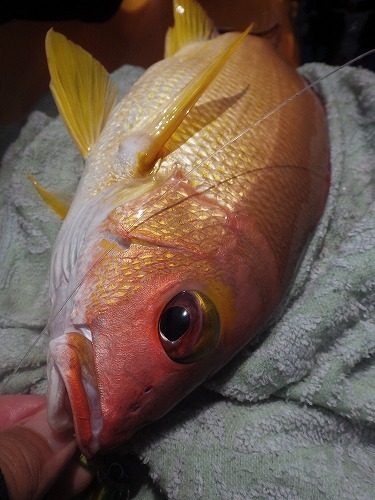 魚図鑑フエフキ系 その他 Pescador 釣り人 の日常 魚図鑑フエフキ系 その他 Pescador 釣り人 の日常