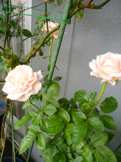 f0200871_12427.jpg