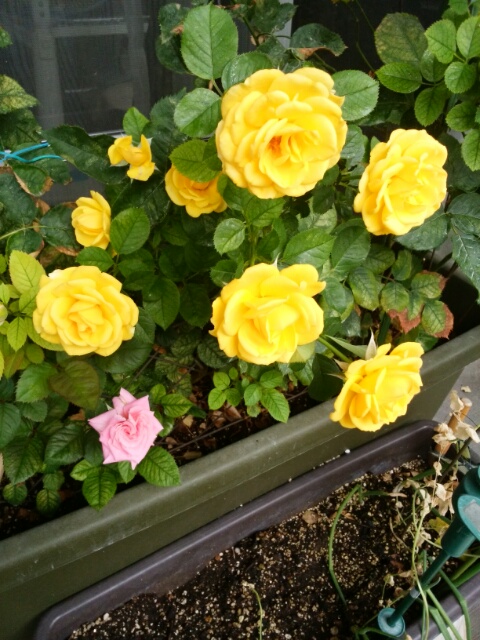 f0200871_12456.jpg