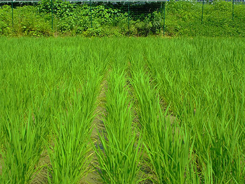 7月6日の田んぼ(月光原小・西根小)_d0247484_11264821.jpg