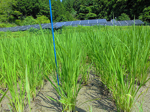 7月6日の田んぼ(月光原小・西根小)_d0247484_11274817.jpg