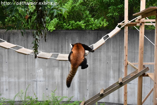 ２０１７年６月　とくしま動物園　その３_a0052986_7225018.jpg