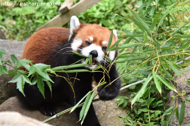 ２０１７年６月　とくしま動物園　その３_a0052986_7303397.jpg