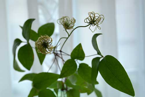 くるくる クレマチスの花後 四季の風
