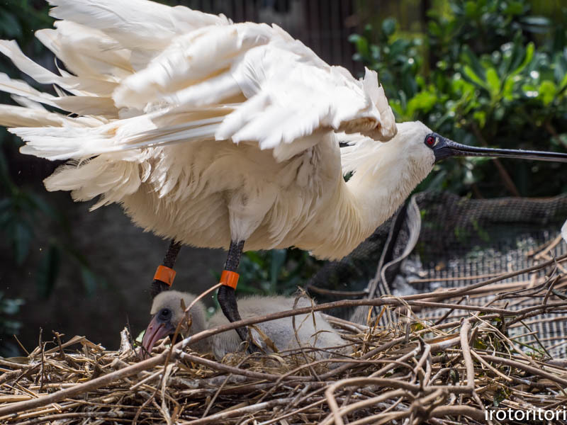 動物園〜！！　　（クロツラヘラサギ）　　2017/07/03_d0146592_10382849.jpg