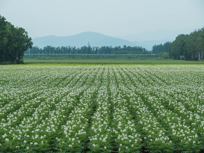 国道沿いのジャガイモ畑・・一面の白い花が見事です。_f0276498_23371368.jpg