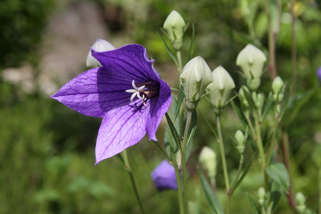 キキョウの花が美しく咲いています！_c0366802_17125520.jpg