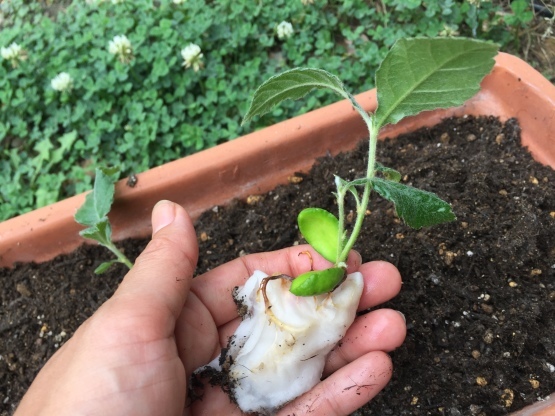 ビワ 7年生 実生苗 種から育てました。(ビワの種を植えてみた ビワ 7年生 実生苗 種から育てました。(ビワの種を植えてみた