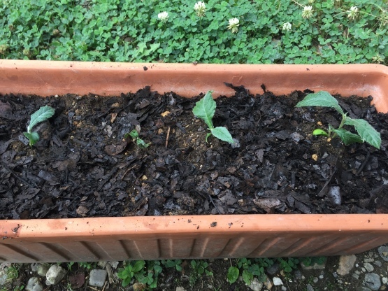 ビワの種を植えてみた 楽園生活 ビワの種を植えてみた 楽園生活