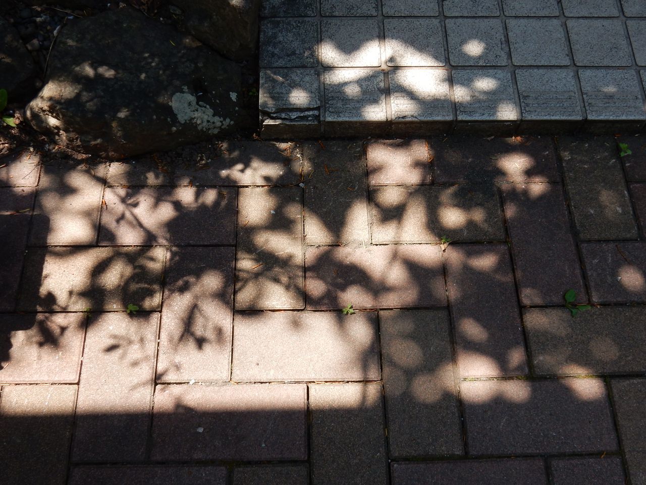 札幌では33.2℃でも大騒ぎ_c0025115_22113108.jpg
