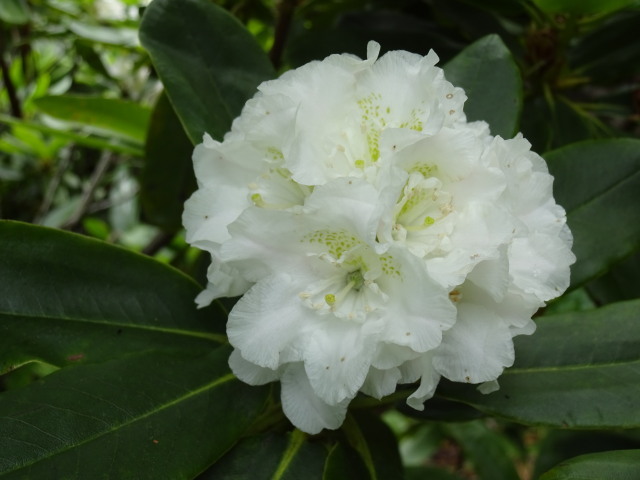 福島県花 ネモトシャクナゲを愛でる 漆器もある生活