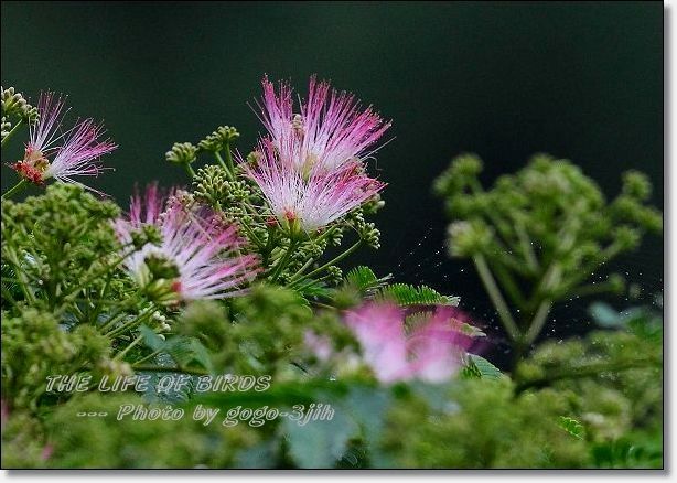 象潟や雨に西施がねぶの花 芭蕉 The Life Of Birds ー 野鳥つれづれ記