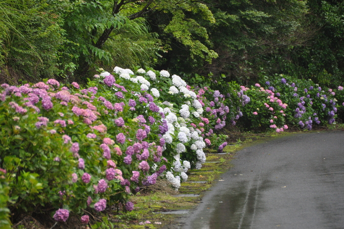 紫陽花　串間市風野　１７０６２５　００５_a0043276_4584082.jpg