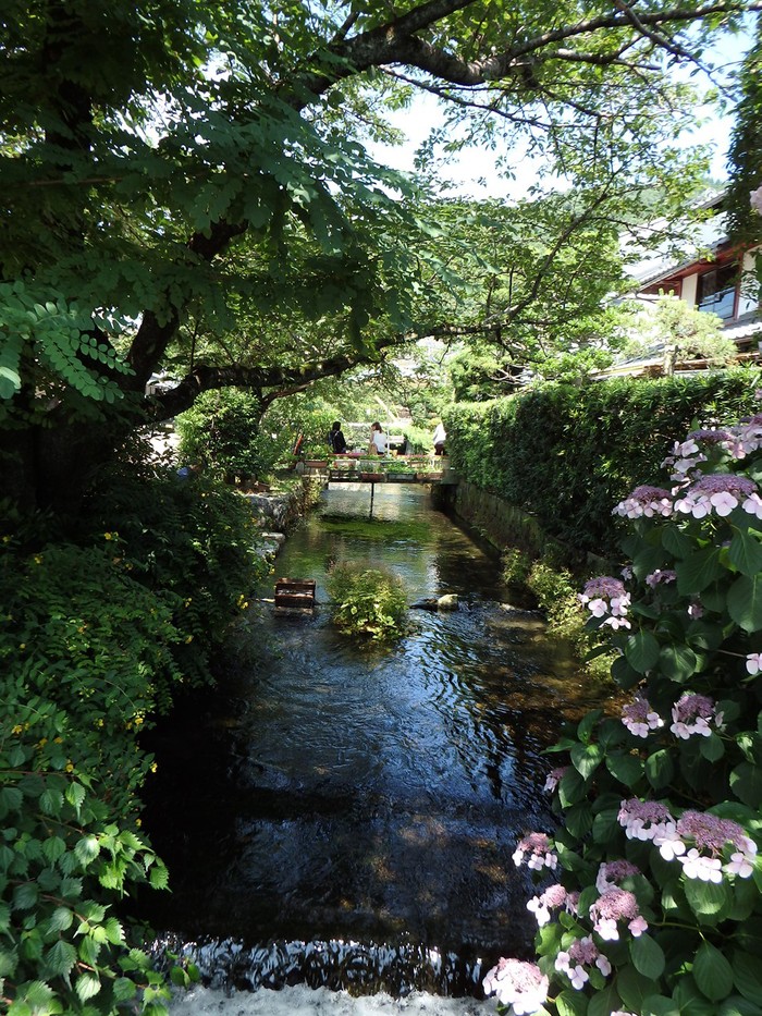 流れに咲く梅花藻の花 地蔵川の梅花藻 自然風の自然風だより