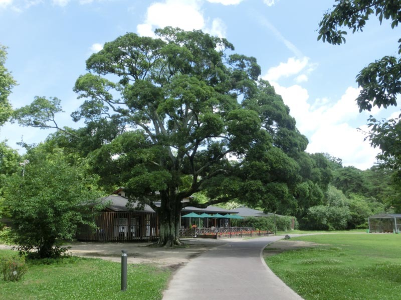 京都府立植物園 ７月の 森のカフェ 風景この一枚