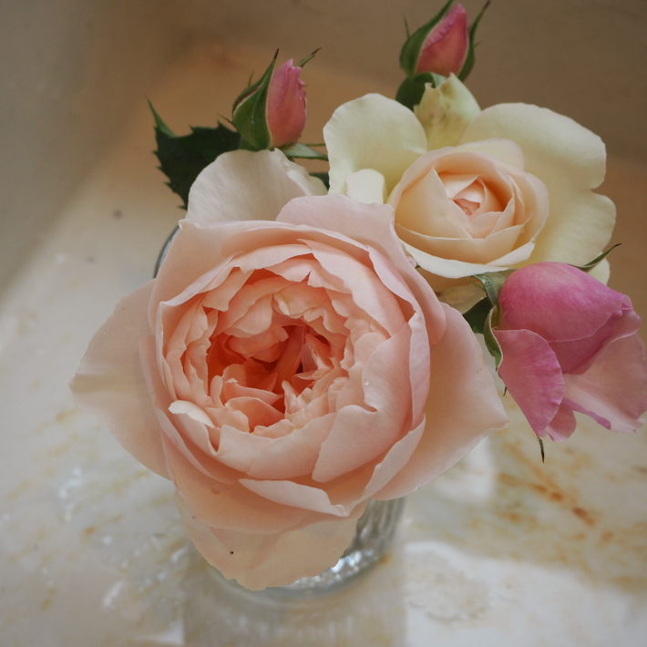 バラの切り花_a0292194_2210377.jpg