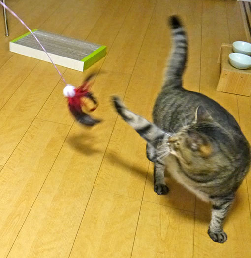 借りてきた猫_d0071596_22493693.jpg