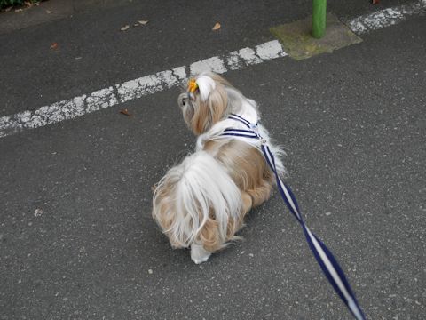 c0090198_19123312.jpg