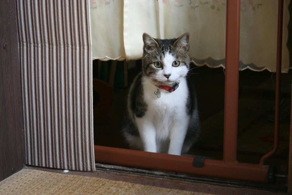こんぶとめかぶとクリームと_f0242002_11512869.jpg
