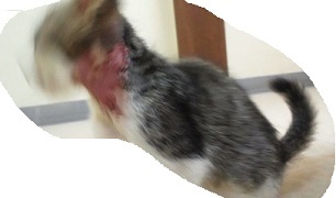 こんぶとめかぶとクリームと_f0242002_11553090.jpg