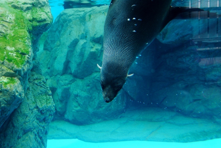 京都水族館_f0361605_22162245.jpg