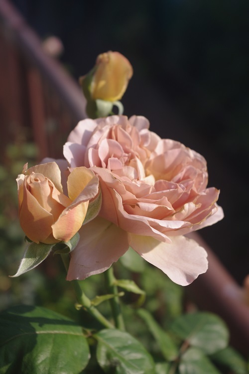 c0147909_08073676.jpg