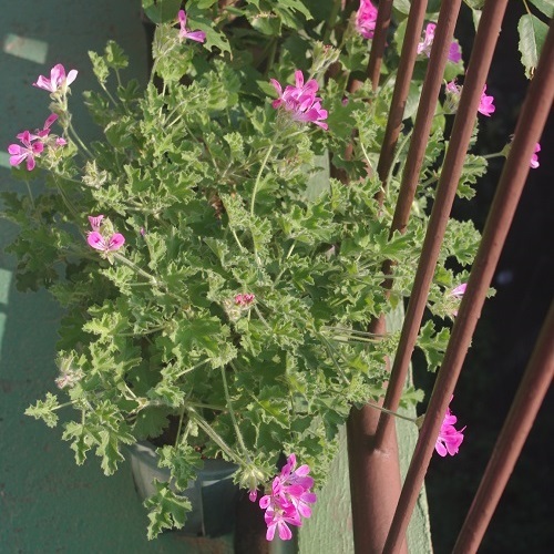 c0147909_10492049.jpg
