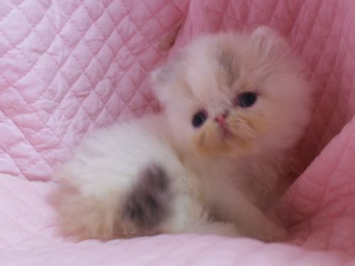 エキゾチックショートヘアー子猫家族募集 ブラック&ホワイト男の子_e0033609_03012467.jpg