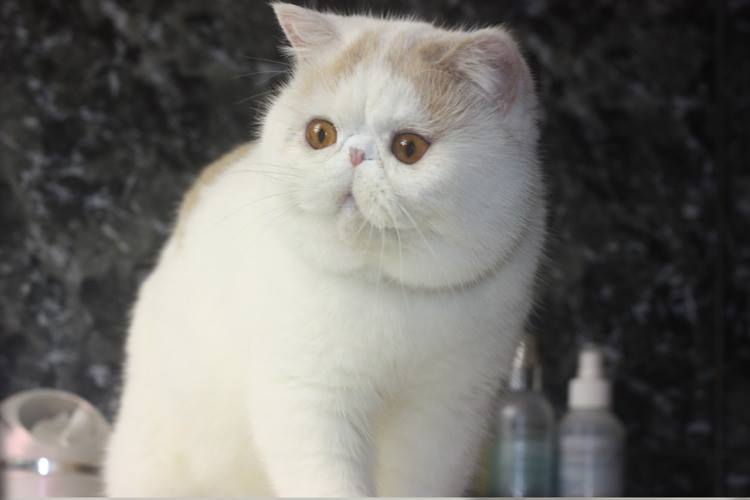 エキゾチックショートヘアー子猫家族募集 ブラック&ホワイト男の子_e0033609_03123562.jpg