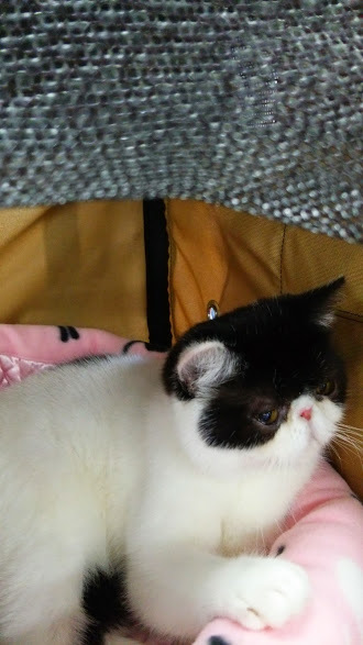エキゾチックショートヘアー子猫家族募集 ブラック&ホワイト男の子_e0033609_03135072.jpg