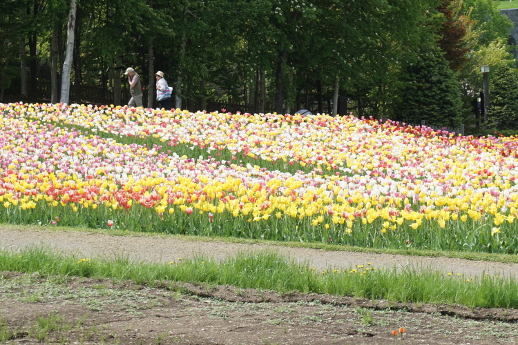 滝のすずらん丘陵公園！チューリップフエスタ！から！_d0200811_17552164.jpg