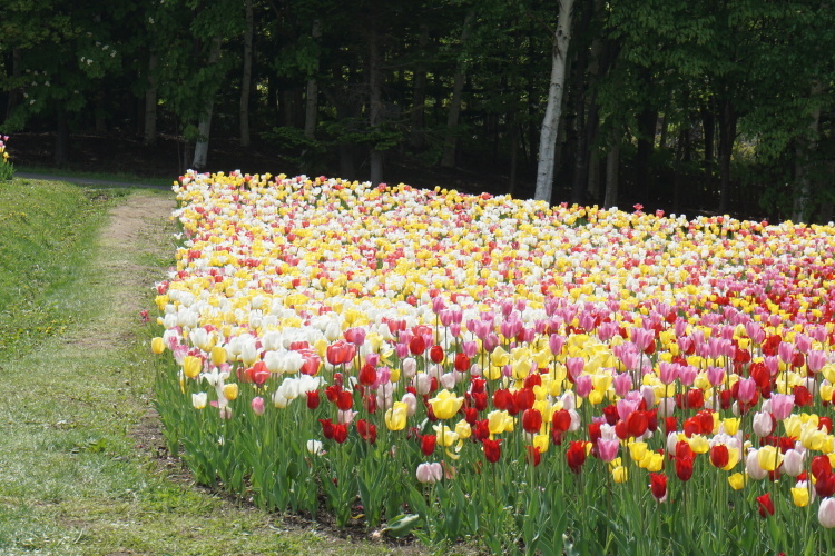 滝のすずらん丘陵公園！チューリップフエスタ！から！_d0200811_17555567.jpg