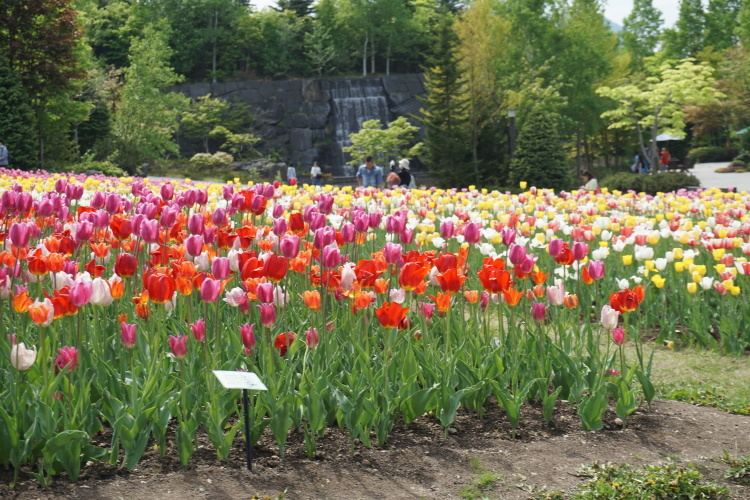 滝のすずらん丘陵公園！チューリップフエスタ！から！_d0200811_18070767.jpg