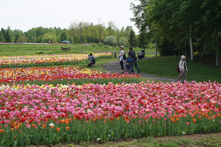 滝のすずらん丘陵公園！チューリップフエスタ！から！_d0200811_18152279.jpg