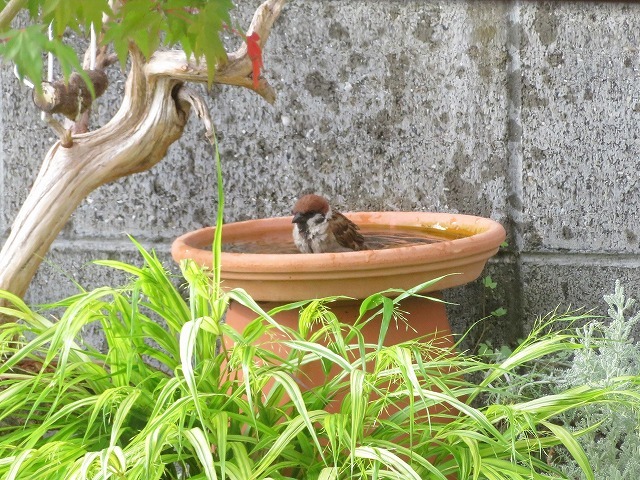 鳥は水好き？_b0075917_10275346.jpg