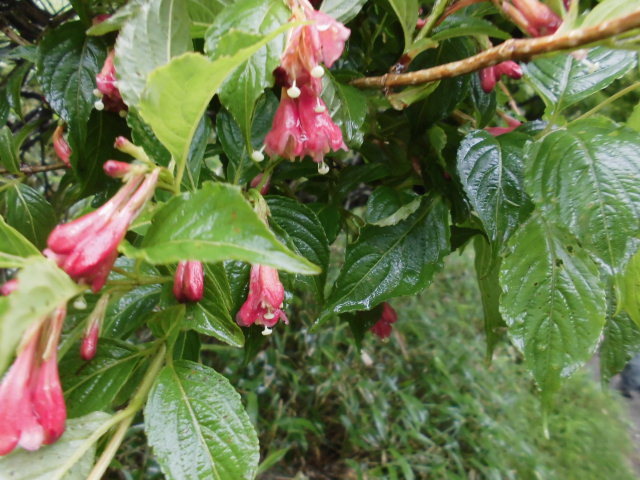 b0181818_08224539.jpg