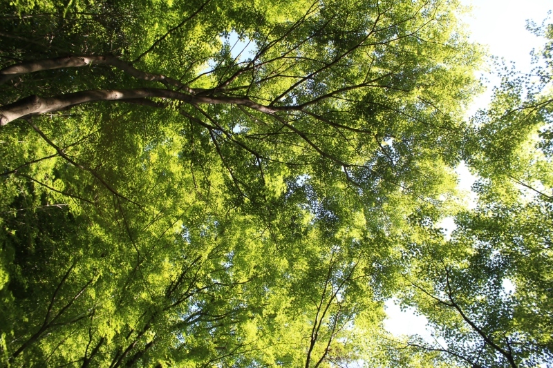 久しぶりのお茶探し!_b0220318_05174442.jpg