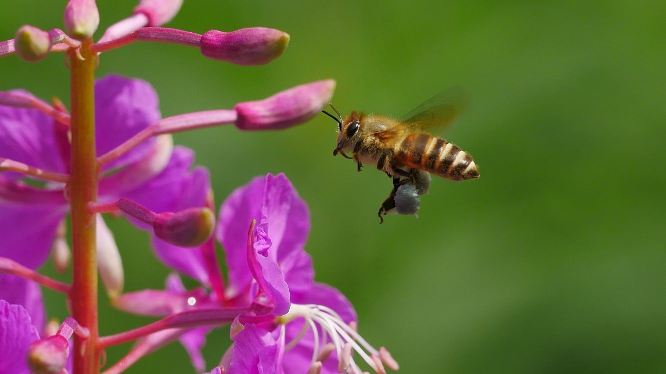 ヤナギランに蜜蜂マーヤがブンブン♪・・・赤城自然園_a0031821_14212159.jpg