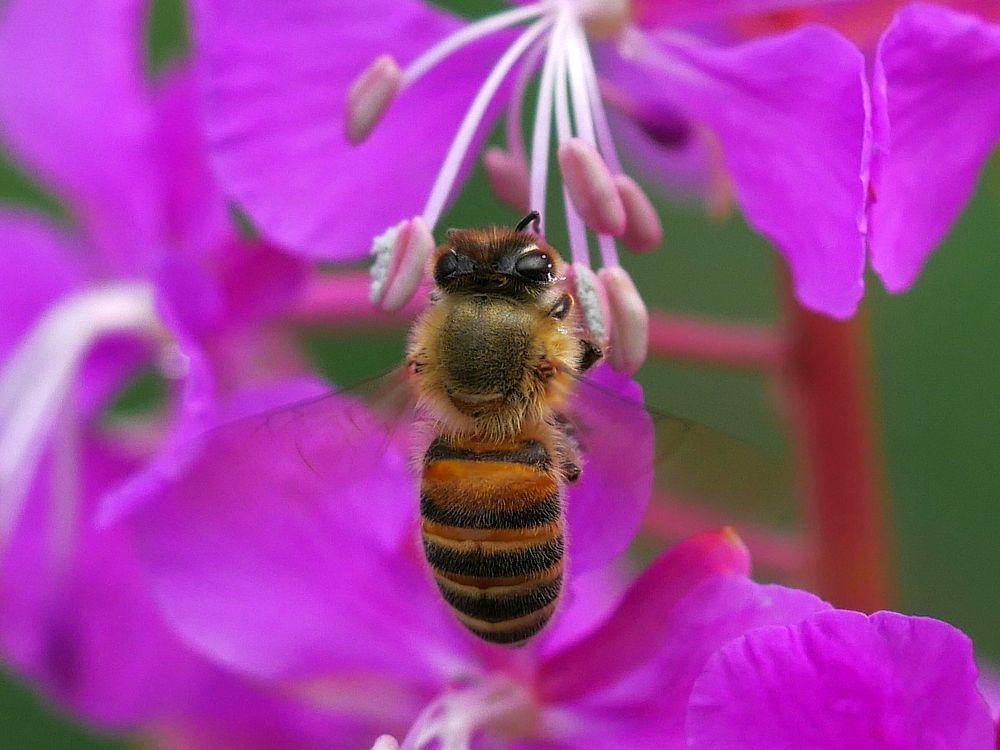 ヤナギランに蜜蜂マーヤがブンブン♪・・・赤城自然園_a0031821_14341239.jpg