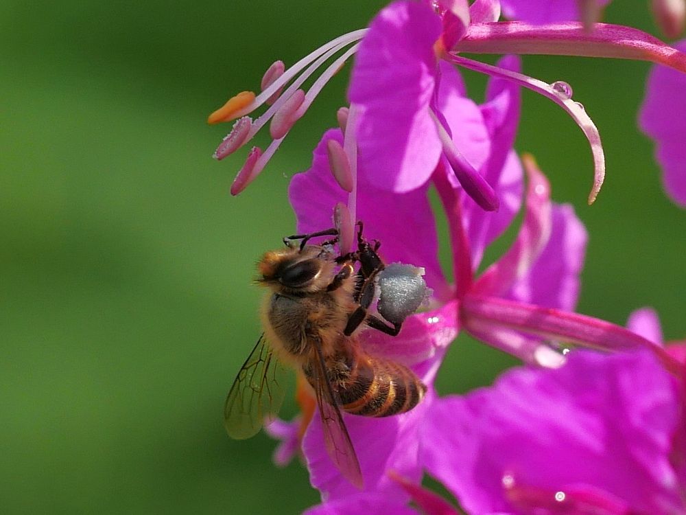 ヤナギランに蜜蜂マーヤがブンブン♪・・・赤城自然園_a0031821_14391143.jpg