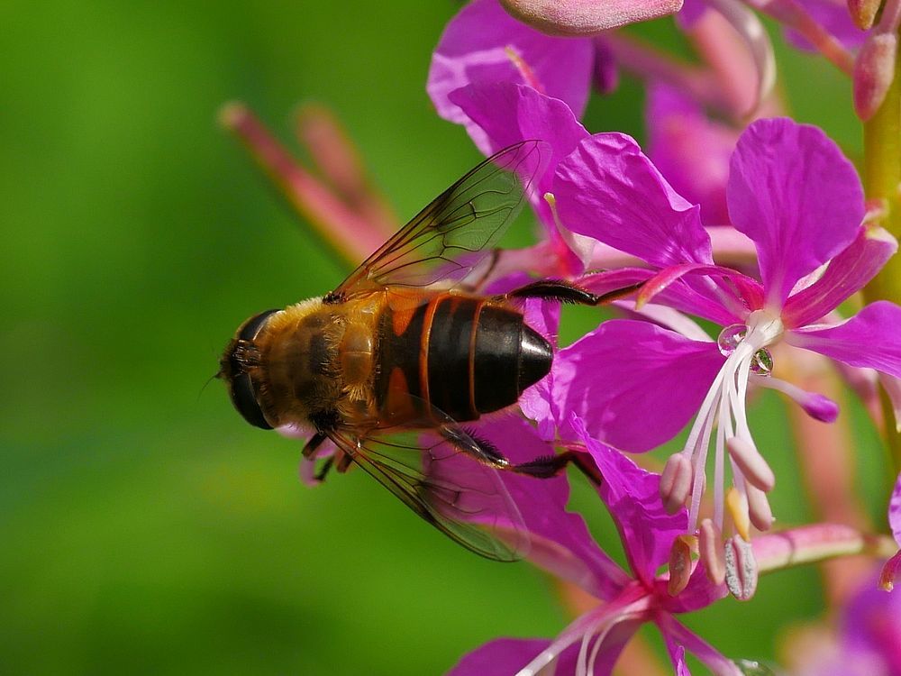 ヤナギランに蜜蜂マーヤがブンブン♪・・・赤城自然園_a0031821_14525174.jpg