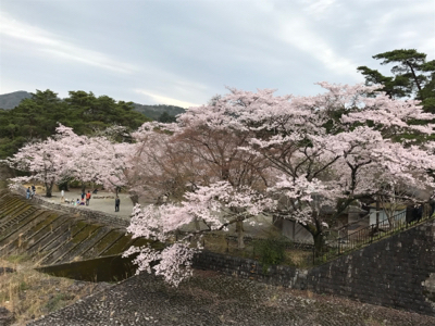 桜 2017♪_d0170639_16431379.jpg