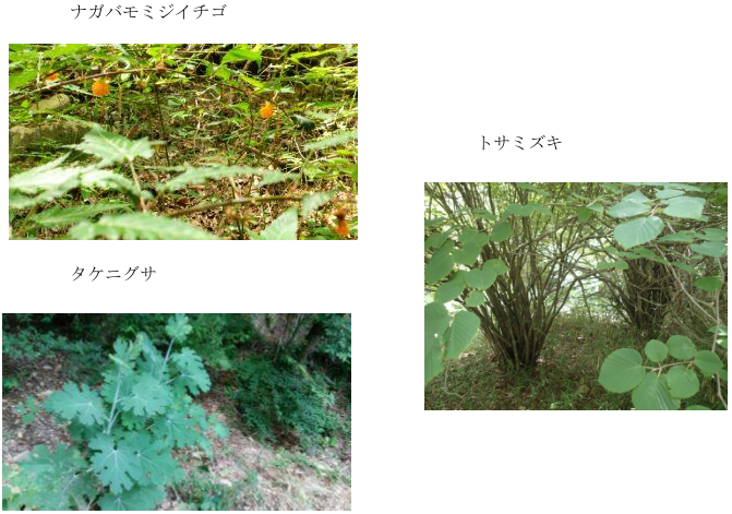 e0371039_22161425.png