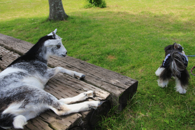 c0145250_09570875.gif