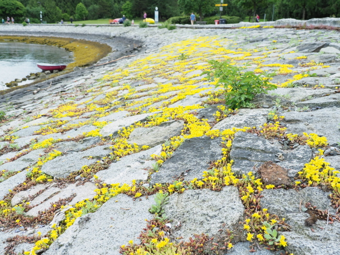 岩に咲く黄色い多肉植物 セダム False Creek 私の散歩道 2 花散歩写真 In Vancouver 岩に咲く黄色い多肉植物 セダム False Creek 私の散歩道 2 花散歩写真 In Vancouver
