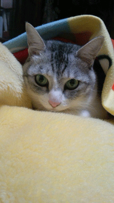 e0001558_16525070.gif