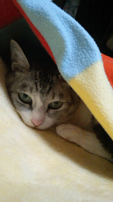 e0001558_16531688.gif