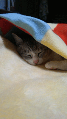 e0001558_16535431.gif